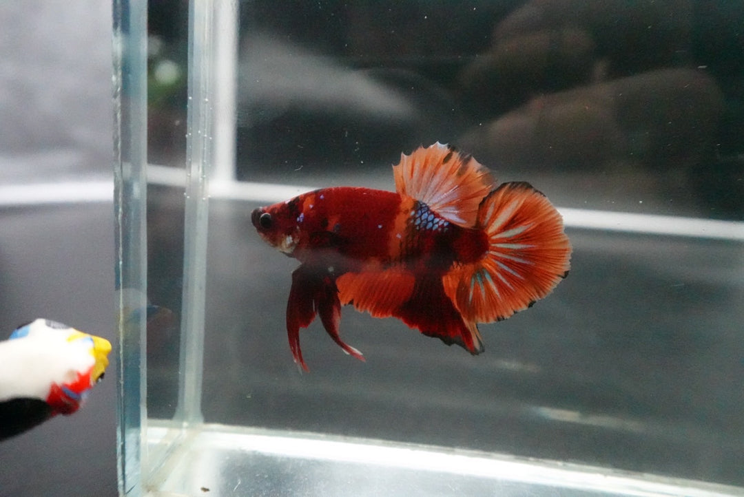 Rare Giant Multicolors Betta Fish