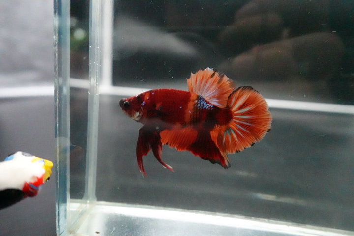 Rare Giant Multicolors Betta Fish