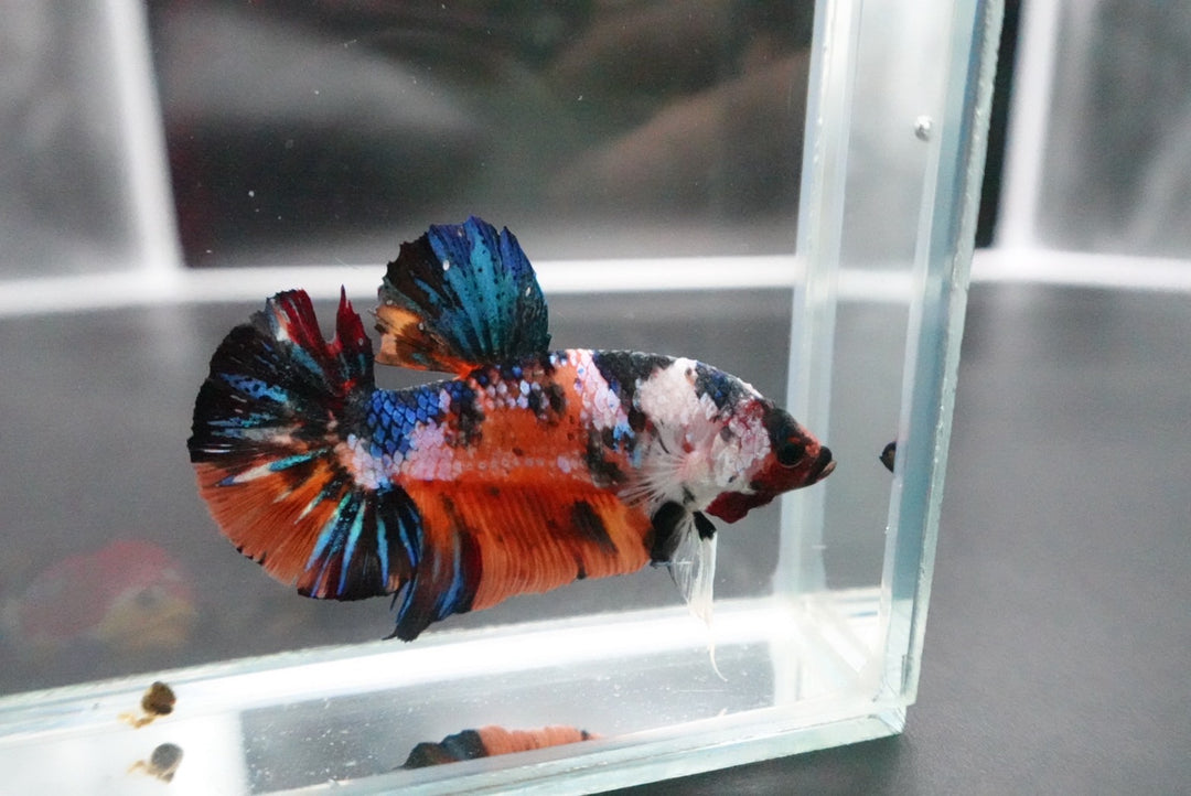 Rare Giant Multicolors Betta Fish