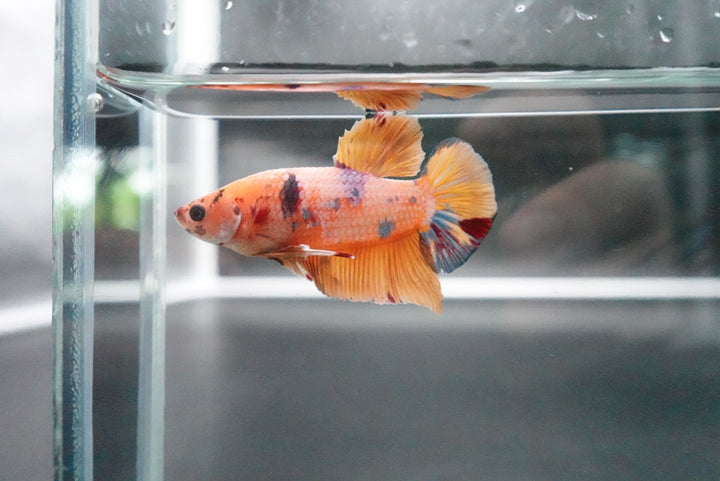 Rare Giant Multicolors Betta Fish