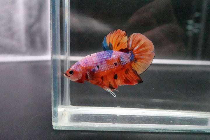 Rare Giant Multicolors Betta Fish