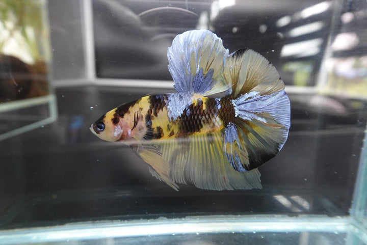 Rare Giant Multicolors Betta Fish