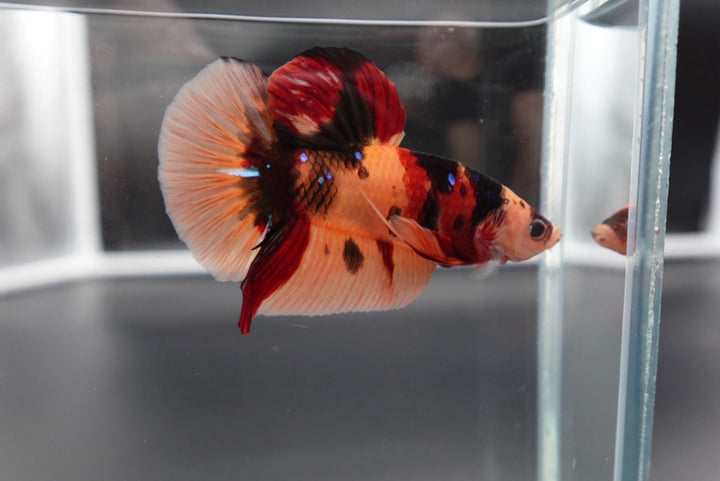 Rare Giant Multicolors Betta Fish