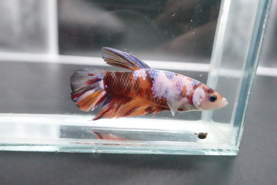 Rare Giant Multicolors Betta Fish