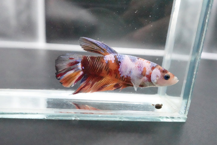 Rare Giant Multicolors Betta Fish