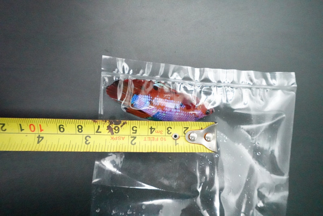 Rare Giant Multicolors Betta Fish