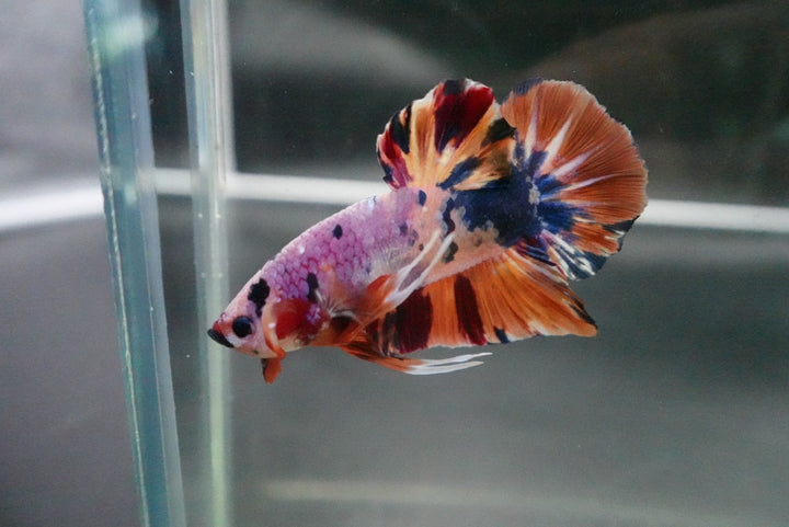 Rare Giant Multicolors Betta Fish