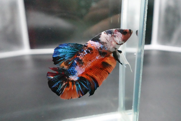 Rare Giant Multicolors Betta Fish