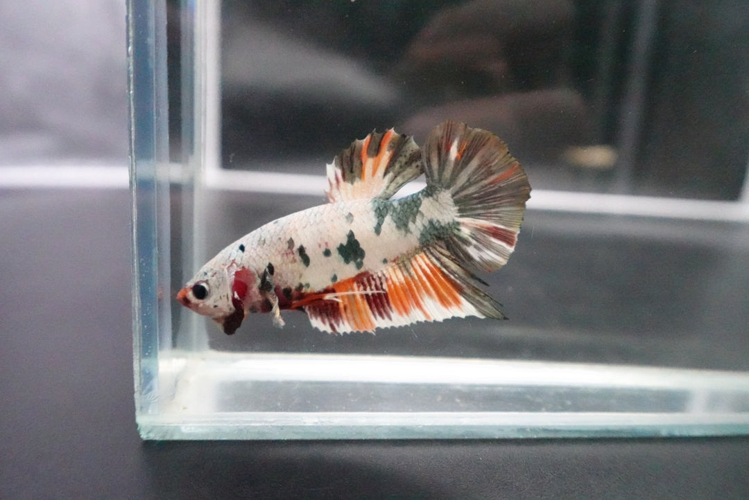Rare Giant Multicolors Betta Fish