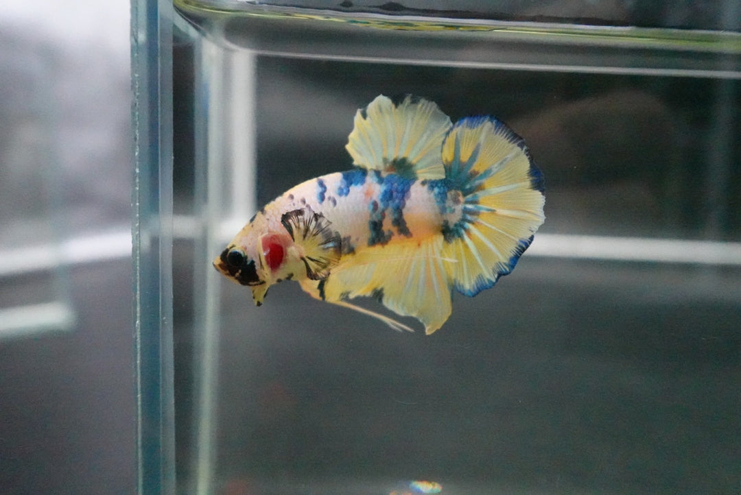 Rare Giant Multicolors Betta Fish