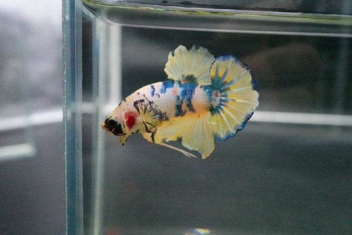 Rare Giant Multicolors Betta Fish