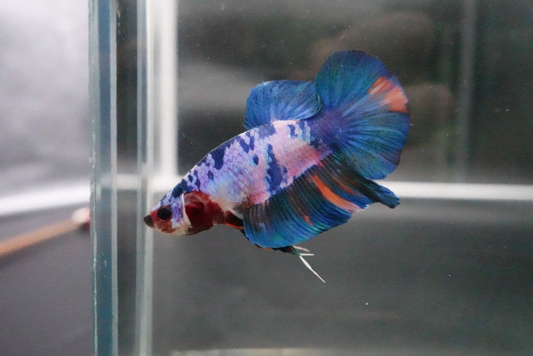 Rare Giant Multicolors Betta Fish