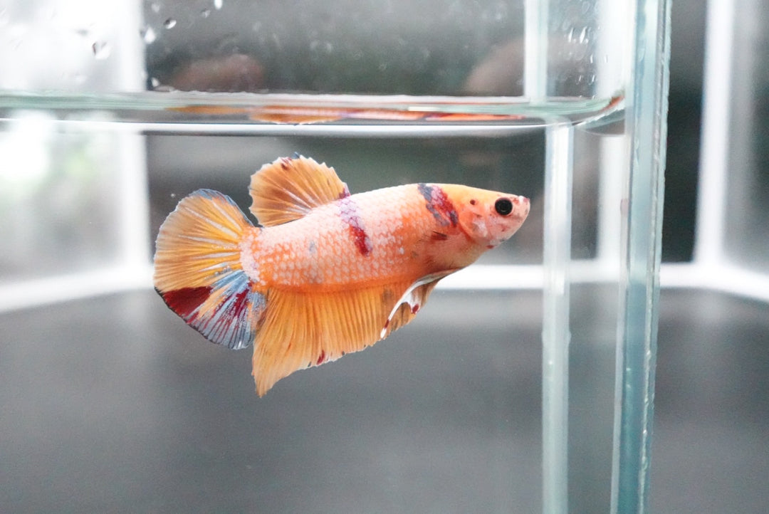 Rare Giant Multicolors Betta Fish