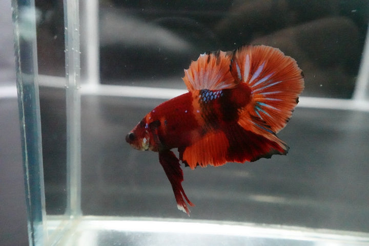 Rare Giant Multicolors Betta Fish