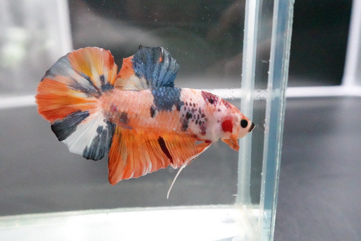 Rare Giant Multicolors Betta Fish