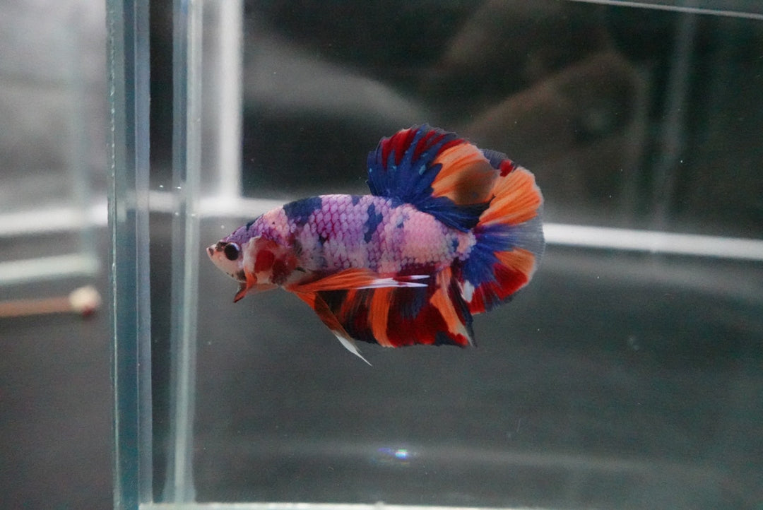 Rare Giant Multicolors Betta Fish