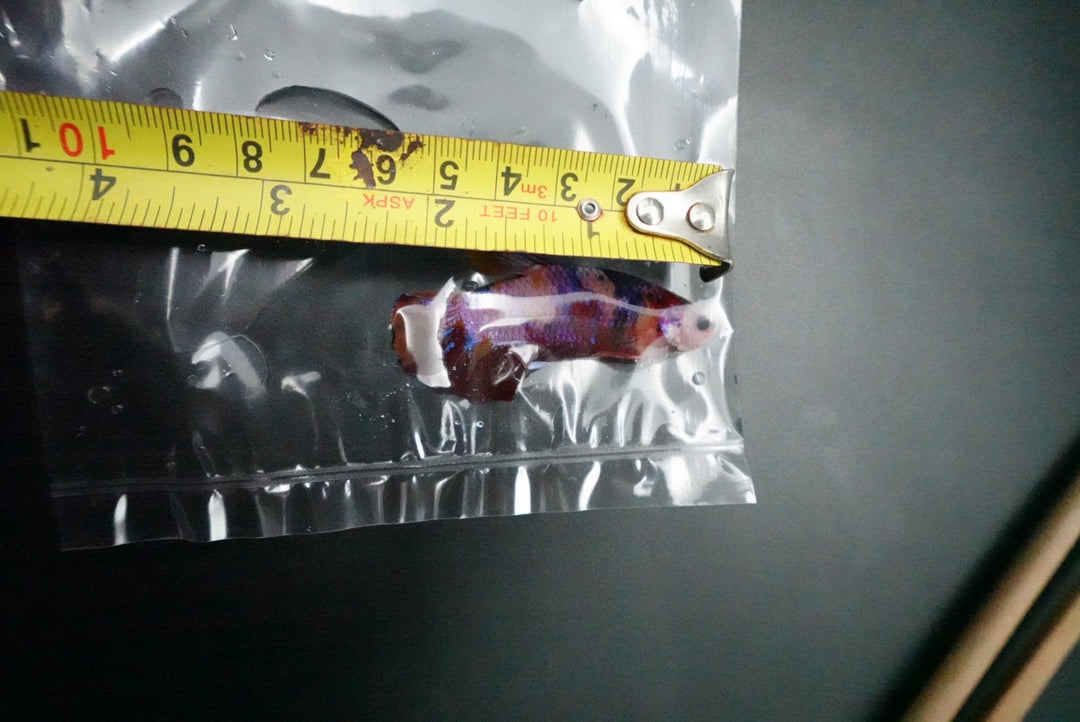 Rare Giant Multicolors Betta Fish