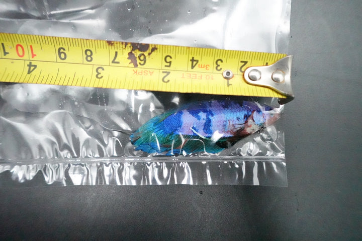 Rare Giant Multicolors Betta Fish