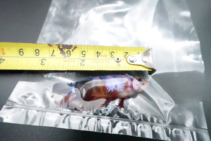 Rare Giant Multicolors Betta Fish