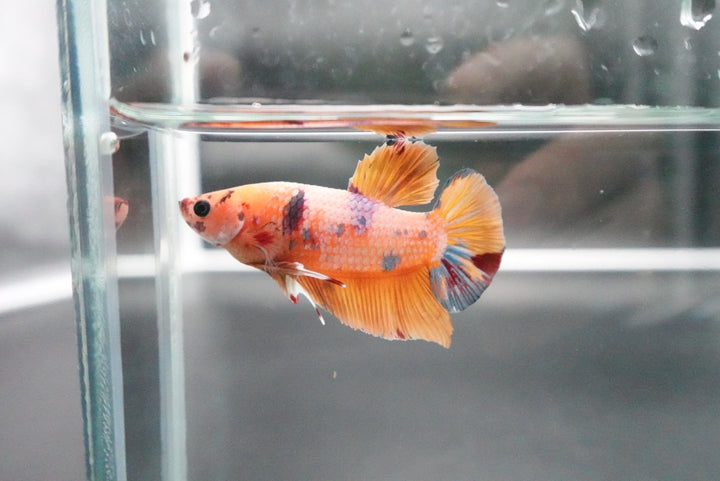 Rare Giant Multicolors Betta Fish