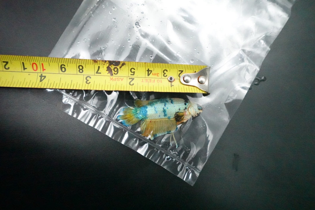 Rare Giant Multicolors Betta Fish