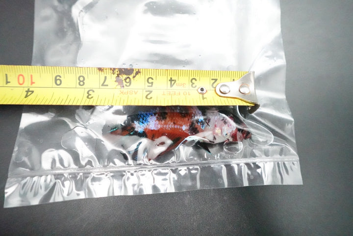 Rare Giant Multicolors Betta Fish