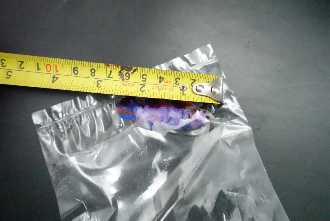 Rare Giant Multicolors Betta Fish