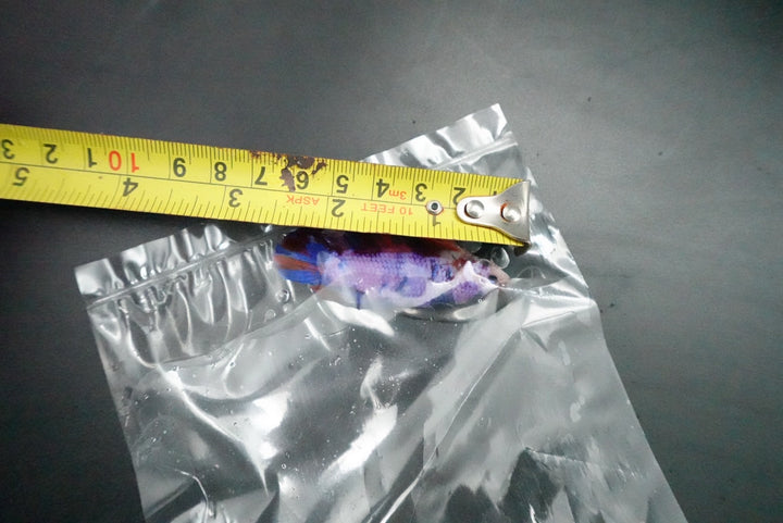 Rare Giant Multicolors Betta Fish