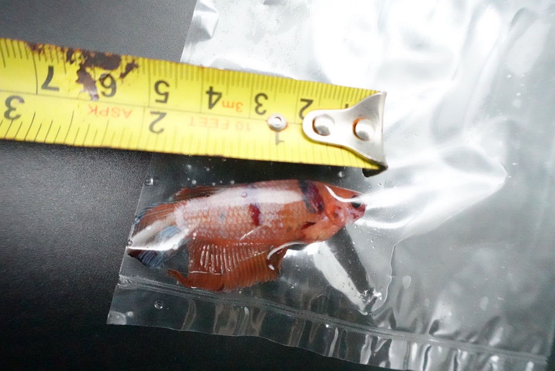 Rare Giant Multicolors Betta Fish