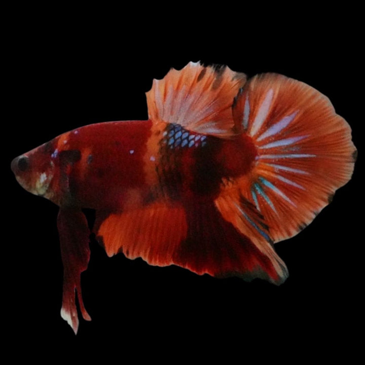 Rare Giant Multicolors Betta Fish