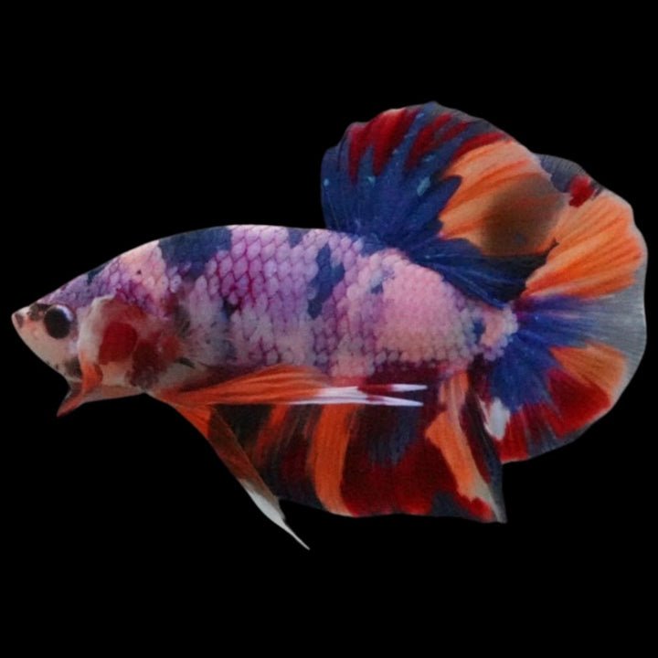 Rare Giant Multicolors Betta Fish