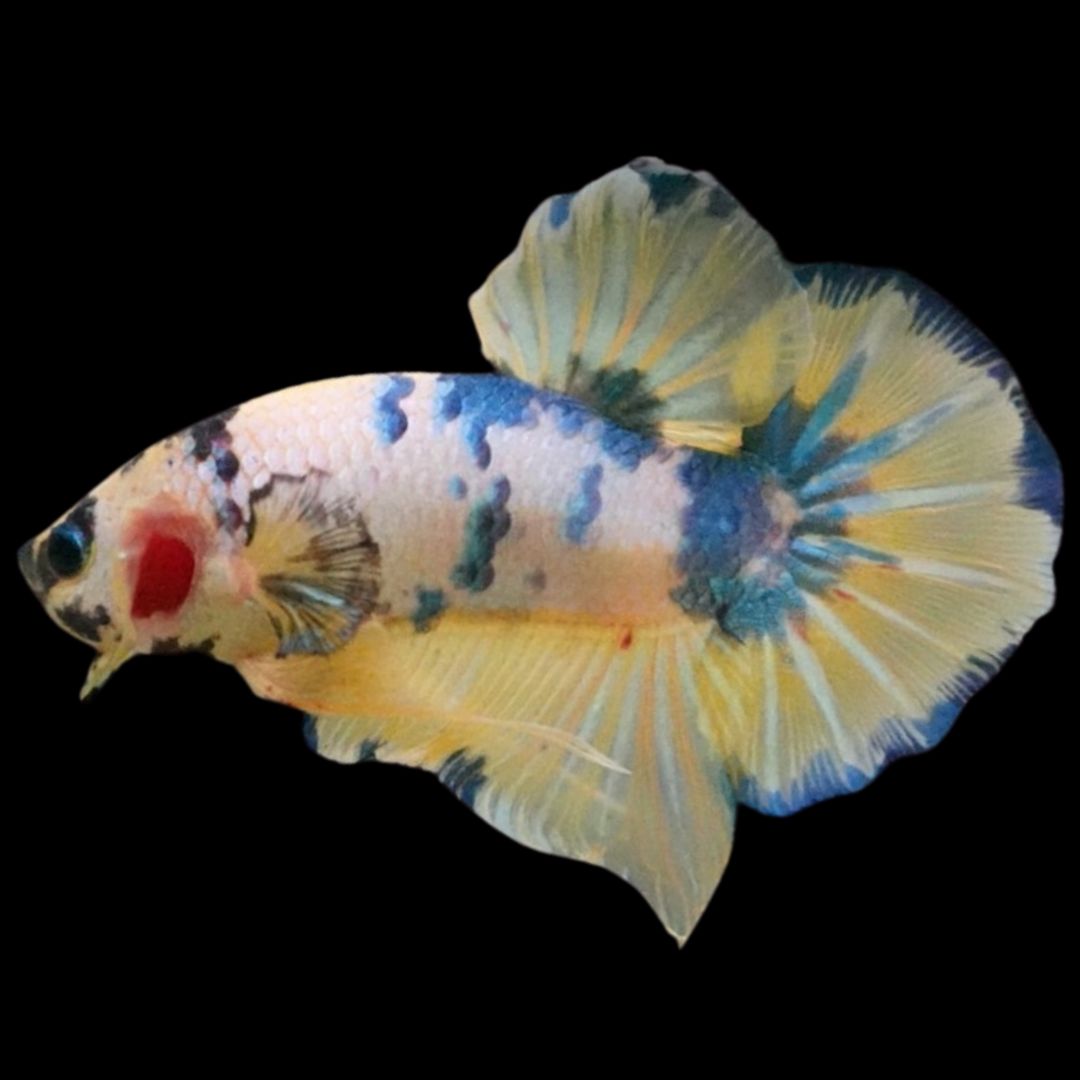 Rare Giant Multicolors Betta Fish