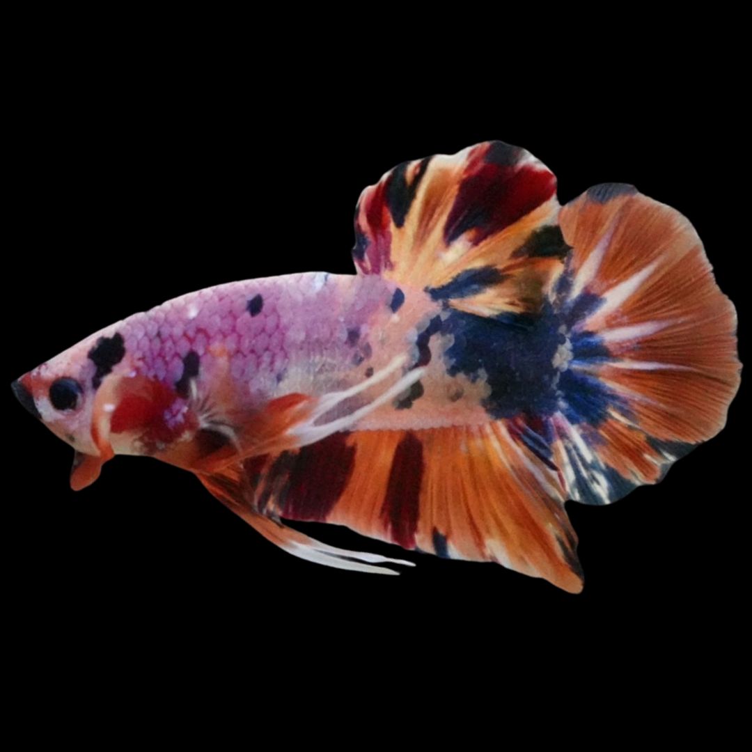 Rare Giant Multicolors Betta Fish