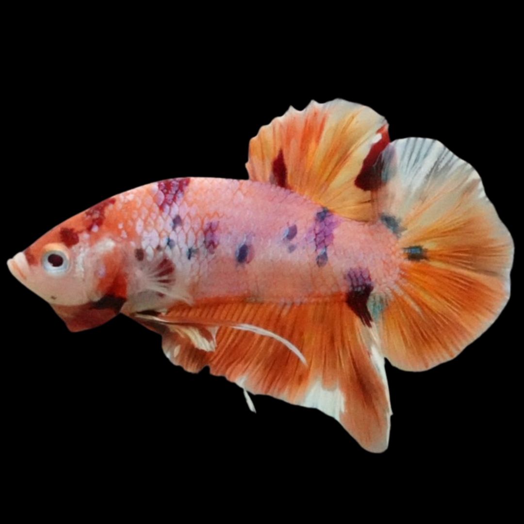 Rare Giant Multicolors Betta Fish