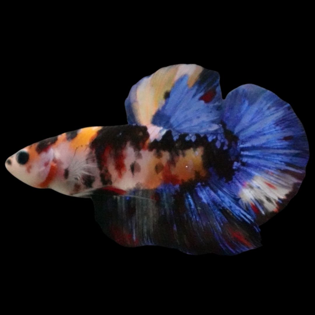 Rare Giant Multicolors Betta Fish