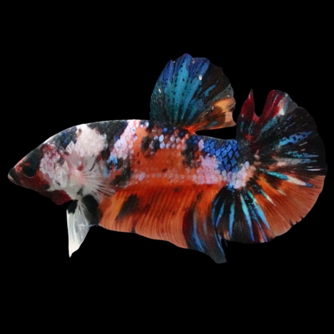 Rare Giant Multicolors Betta Fish