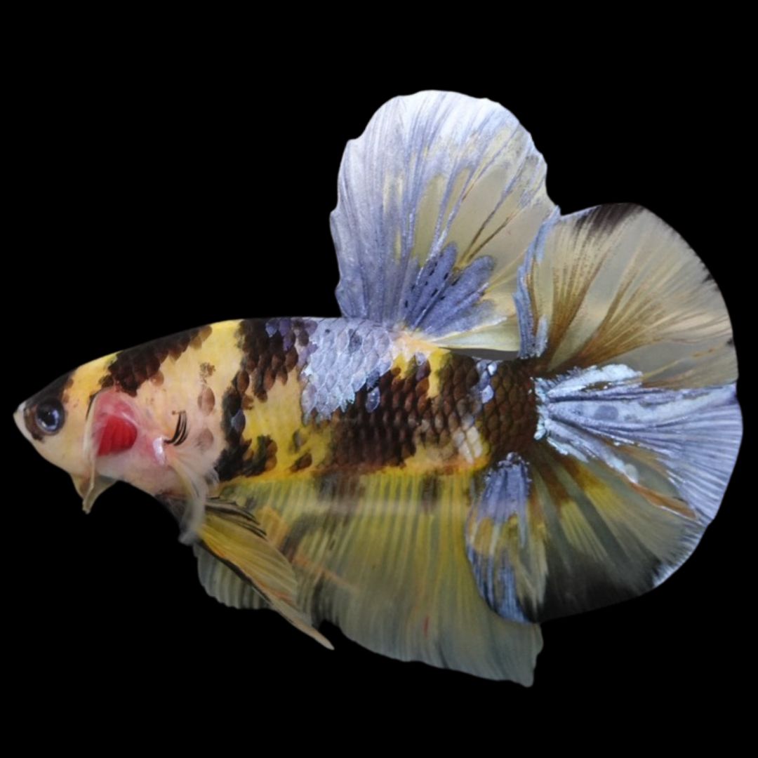 Rare Giant Multicolors Betta Fish