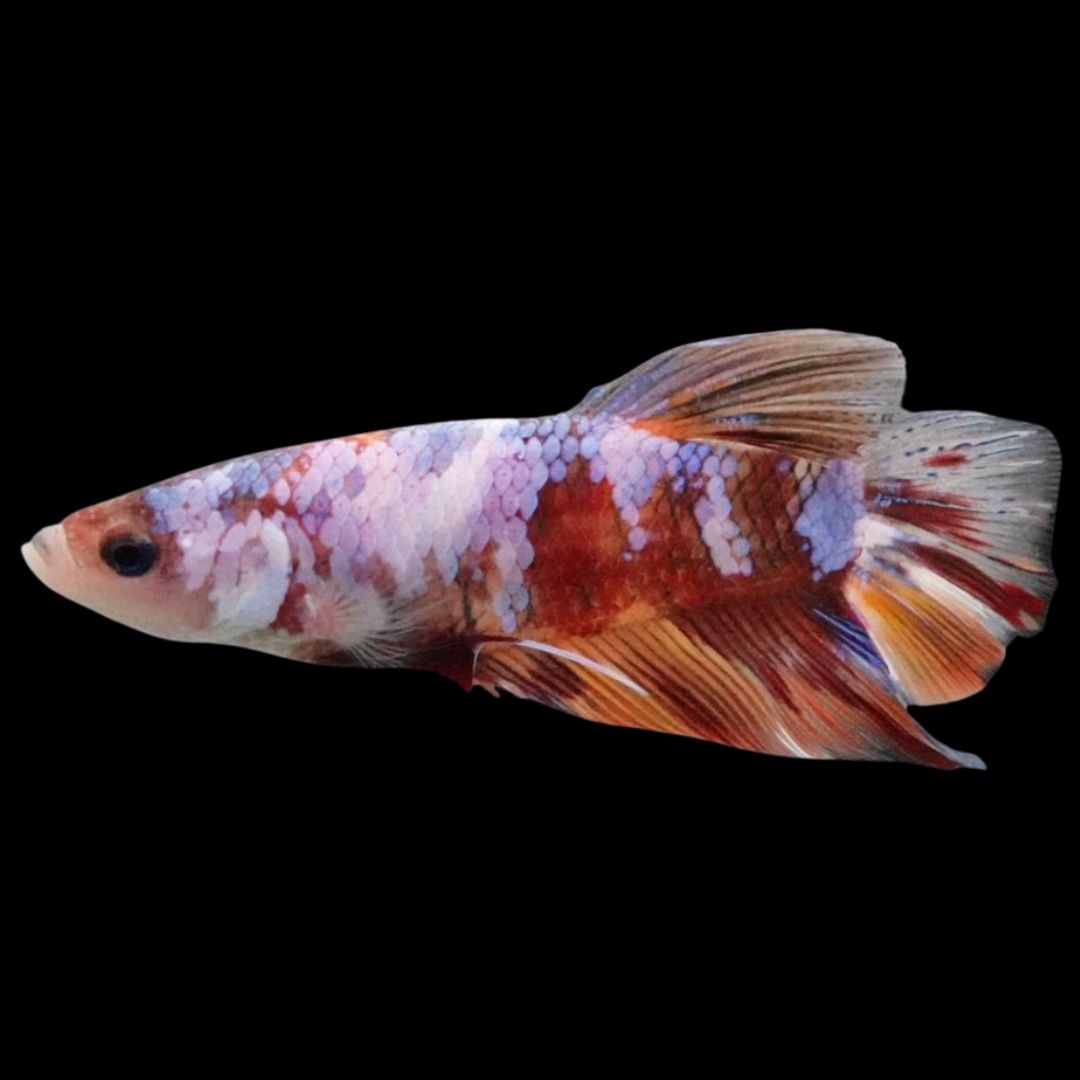 Rare Giant Multicolors Betta Fish