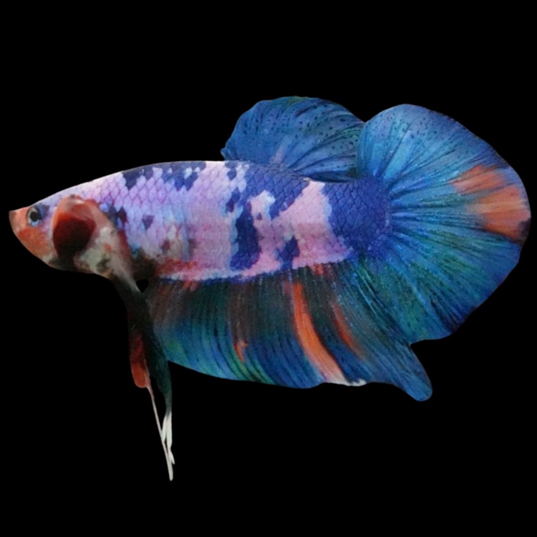 Rare Giant Multicolors Betta Fish