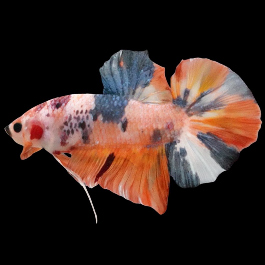 Rare Giant Multicolors Betta Fish