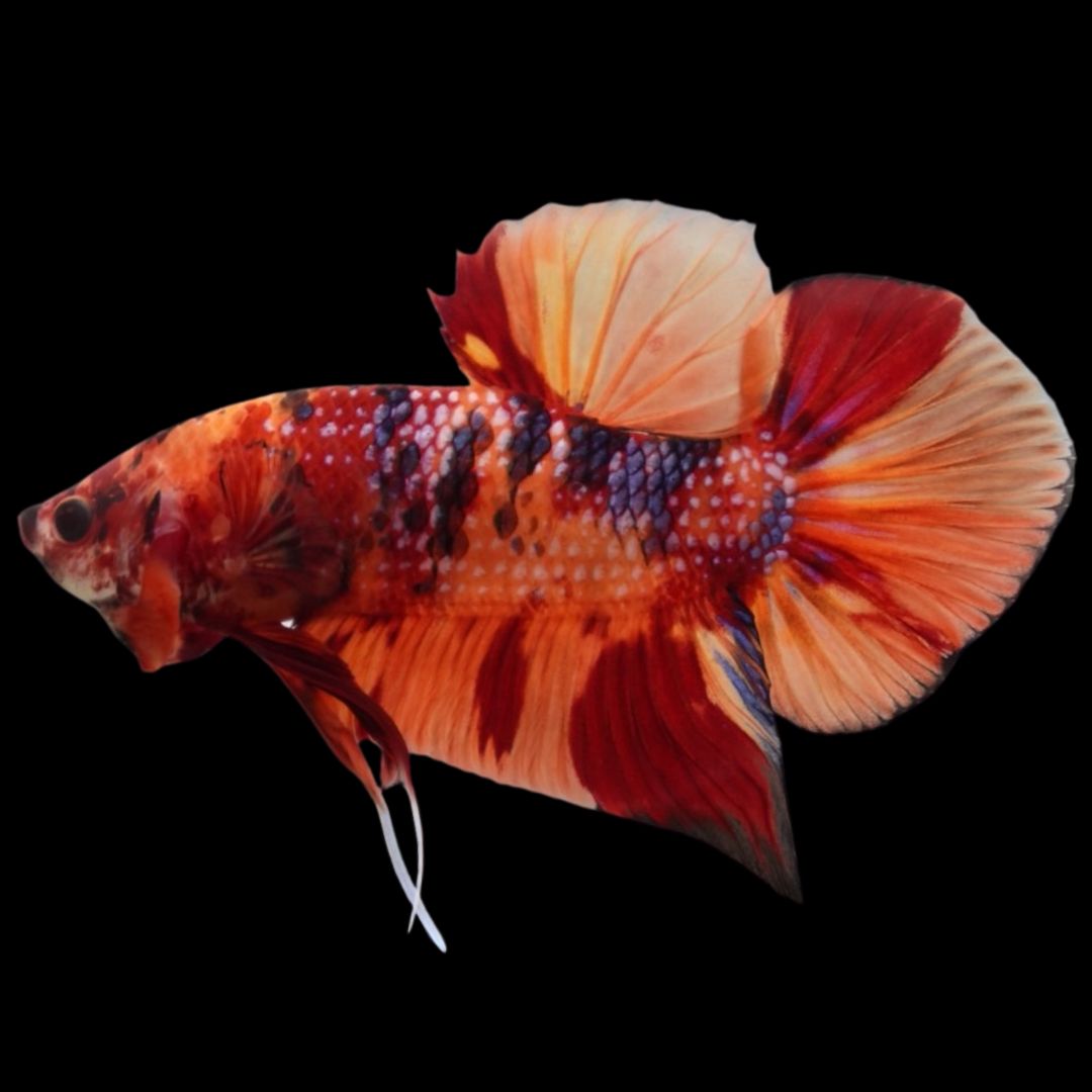 Rare Giant Multicolors Betta Fish