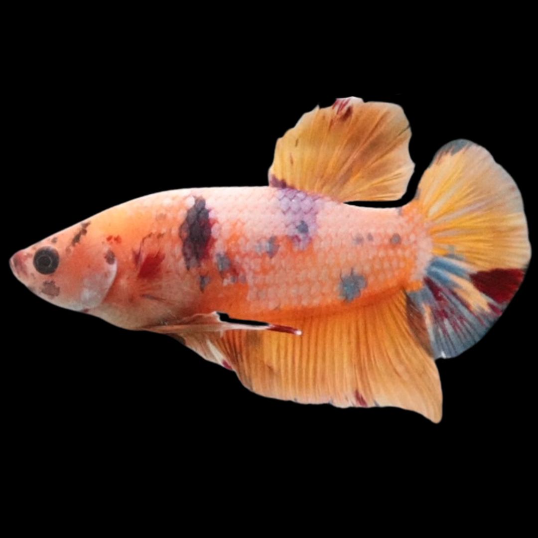 Rare Giant Multicolors Betta Fish