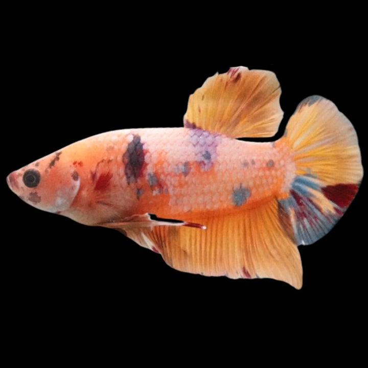Rare Giant Multicolors Betta Fish