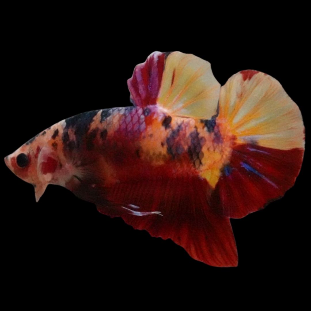 Rare Giant Multicolors Betta Fish