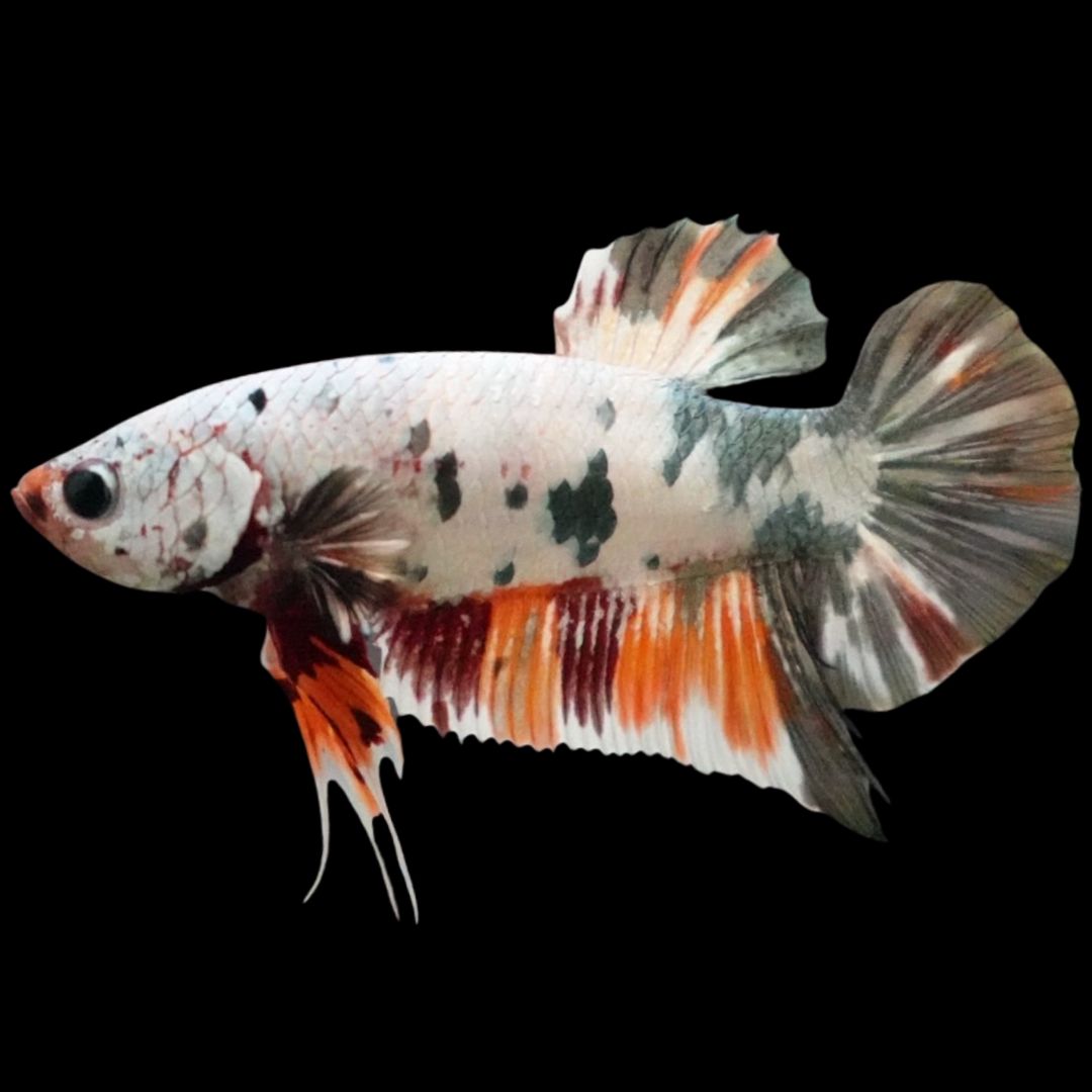 Rare Giant Multicolors Betta Fish