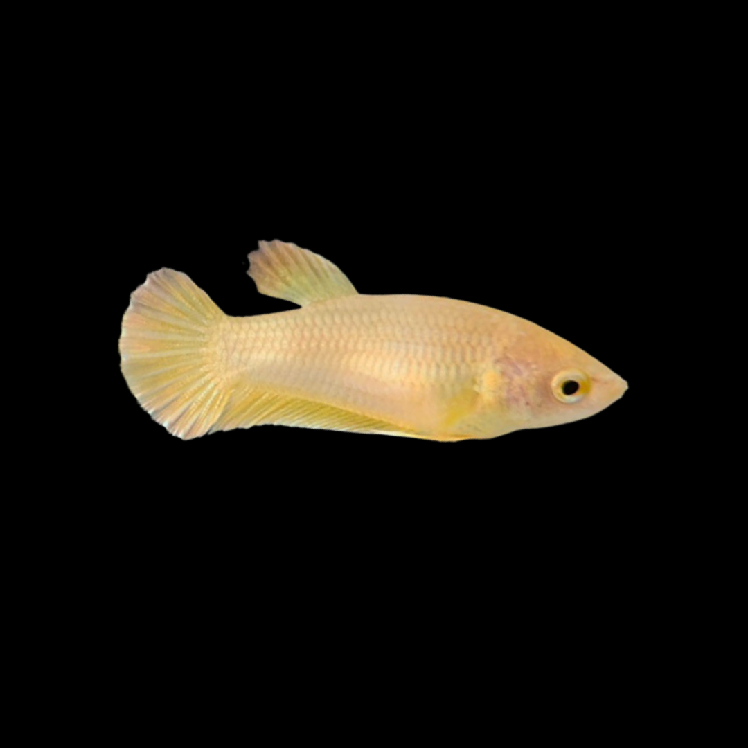 Rare Pair Gold Betta Fish (Male & Female)