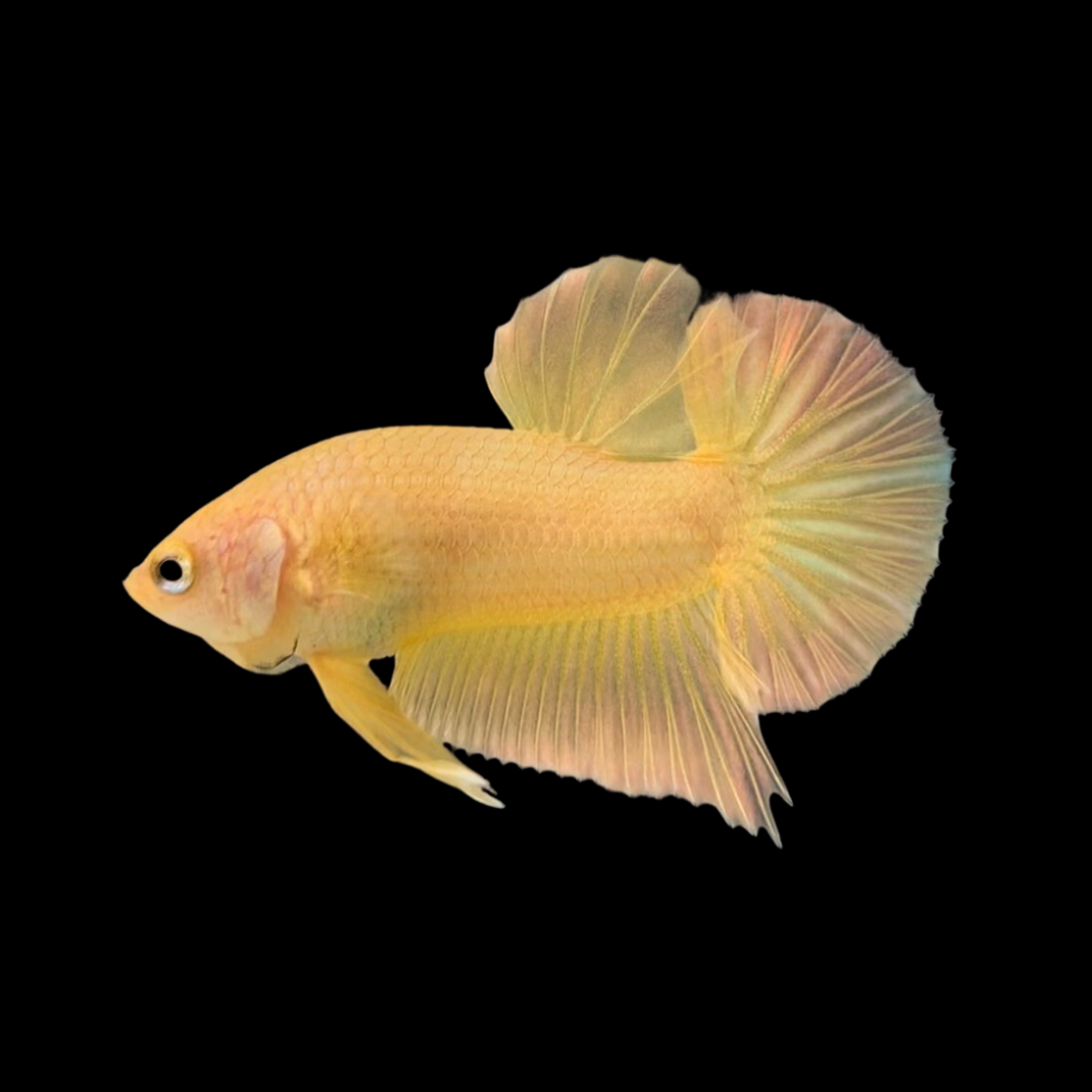 Rare Pair Gold Betta Fish (Male & Female)