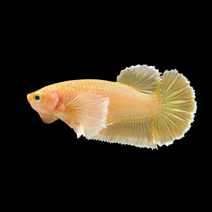 Rare Dumbo Gold Betta Fish