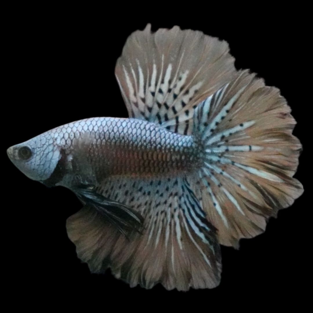 Rare Halfmoon Alien Betta Fish