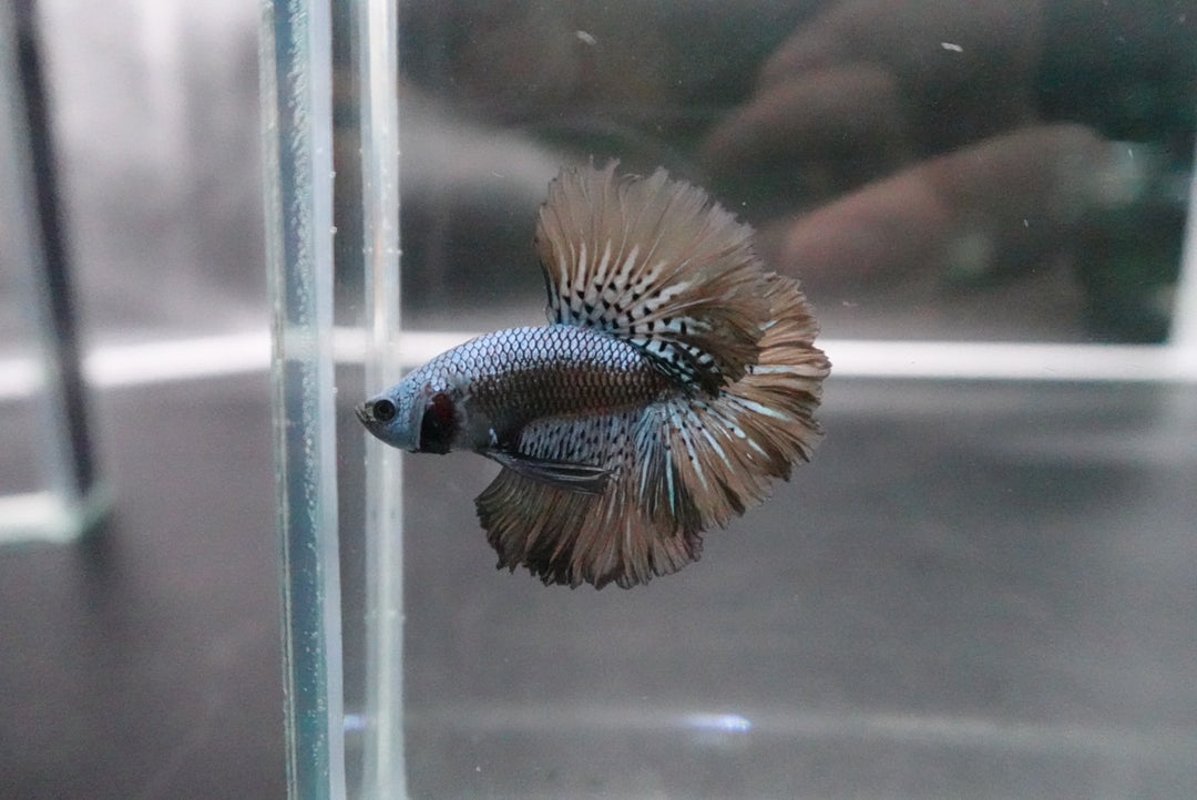 Rare Halfmoon Alien Betta Fish